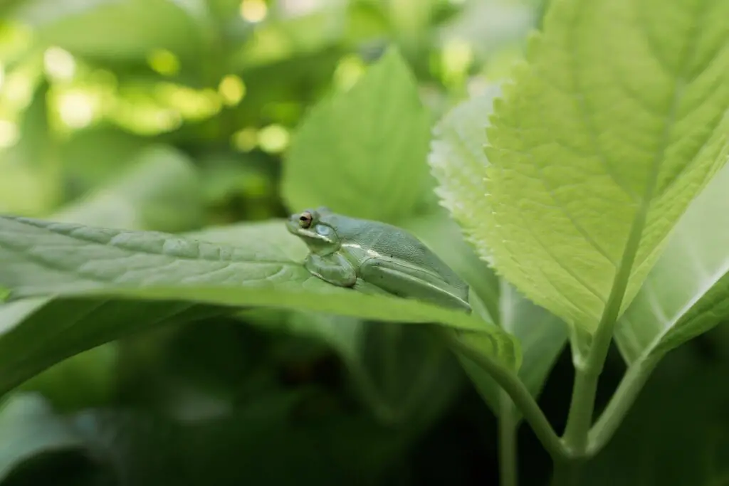 green frog on a green leaf